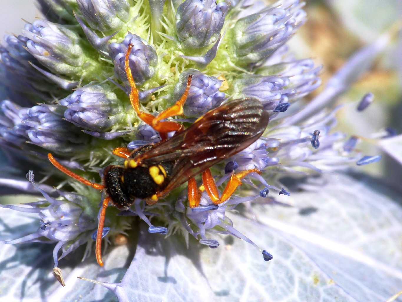 Nomada sp.